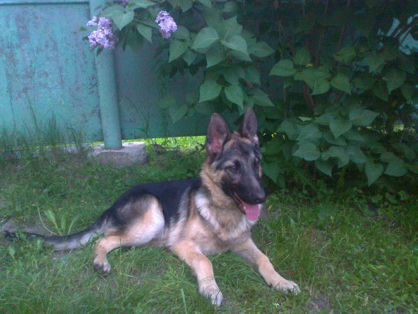 Владимир Трибель