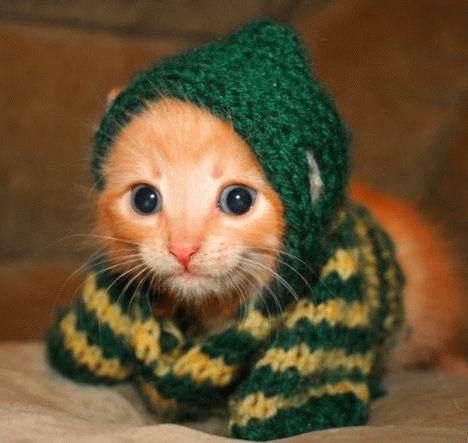 Галина Сокирко