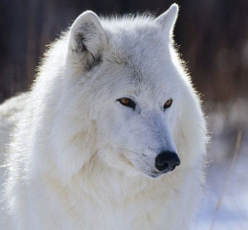 Андрій Євич