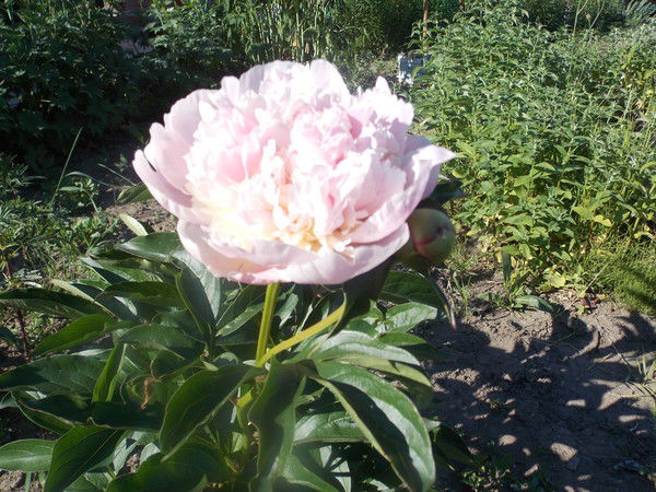 Альбина Бурылова