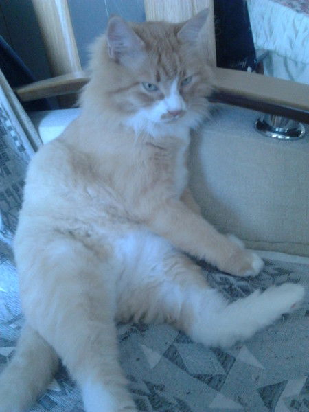 Алексей Поспелов