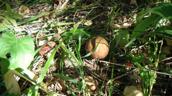 Александр Камчугов