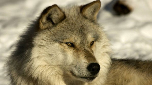 Илхом Смоилов