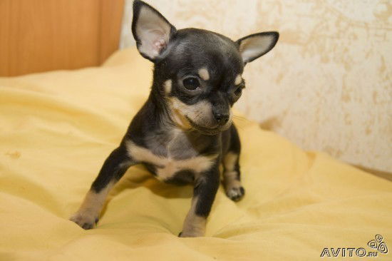 Ирина Мовчанская