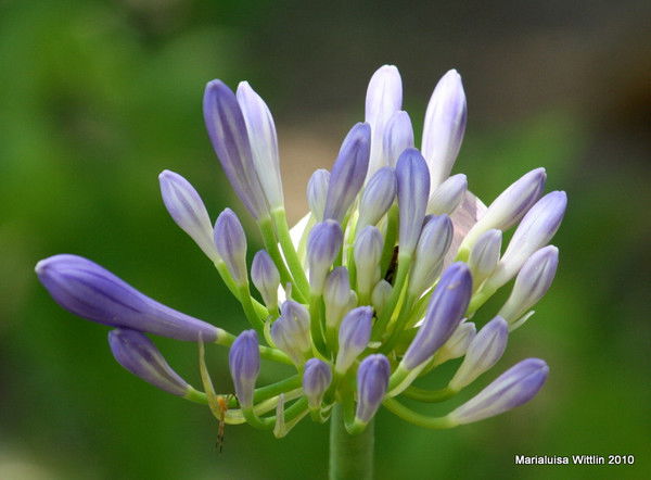 Евгений Демченко