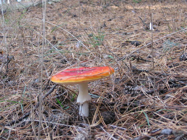 Иванна Махина