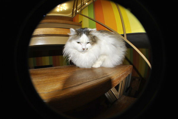 Светлана Максимова