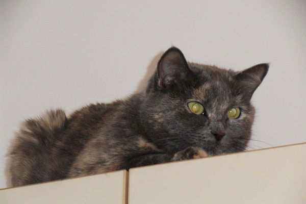 Ирина Кириченко