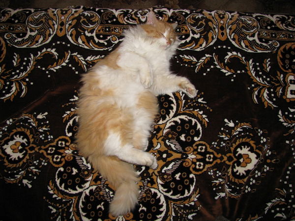 Владимир Барбашин