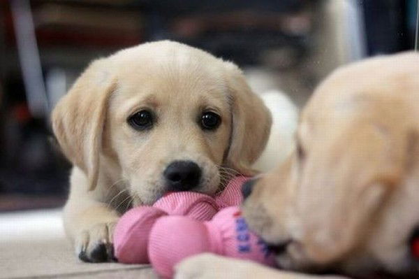 Светлана Телегина