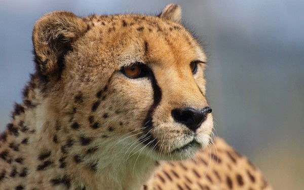 Маулен Бекежан