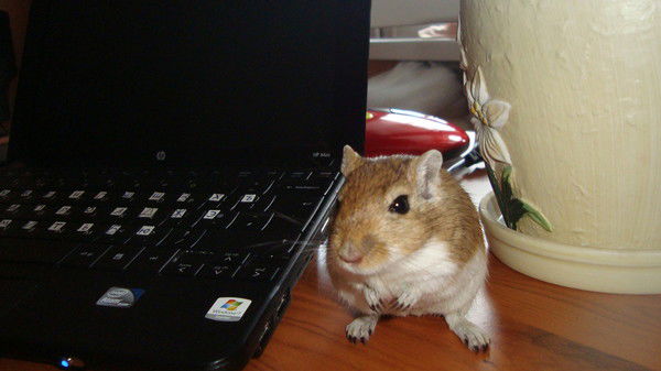 Вета Глушко