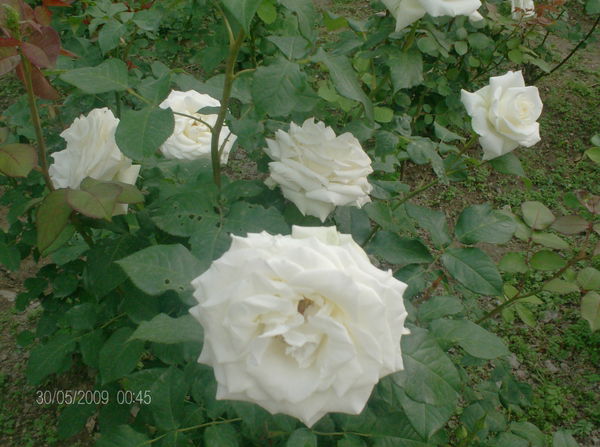 Айнура Зейнекешева