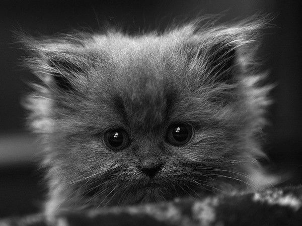 Екатерина Смелова