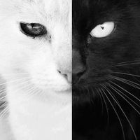 Лёша Долуда