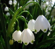 Лариса Цымбалова