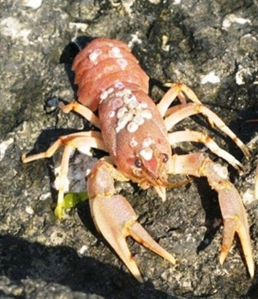 Лариса Нестеренко