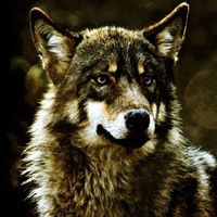 Тамерлан Межиев