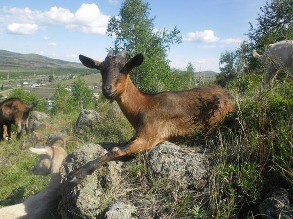 Ольга Любимцева