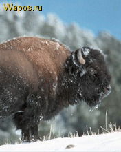 Алёксей Царенко