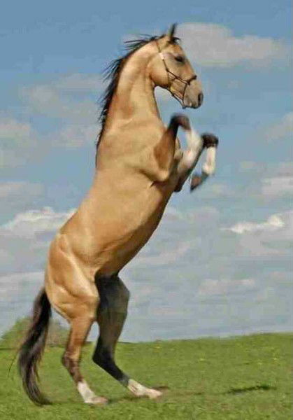 Arhatik *************