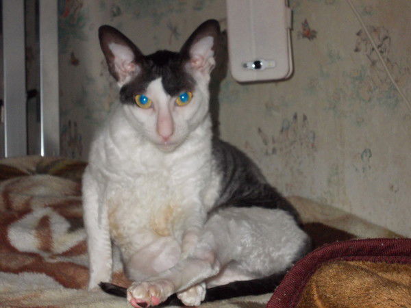 Юлия Аникина-Валова