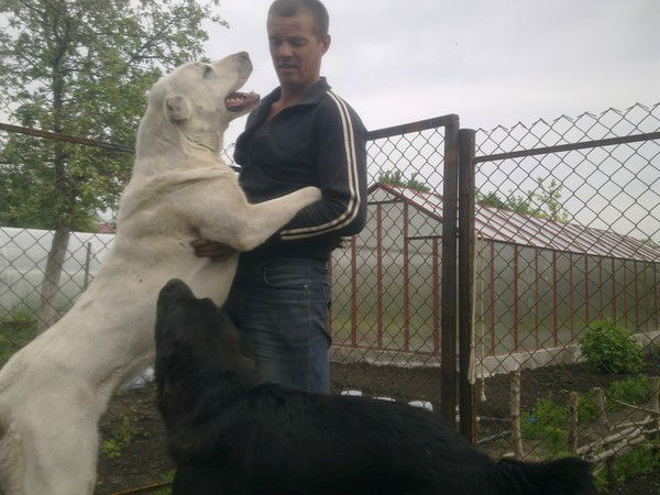 Александр Краснов