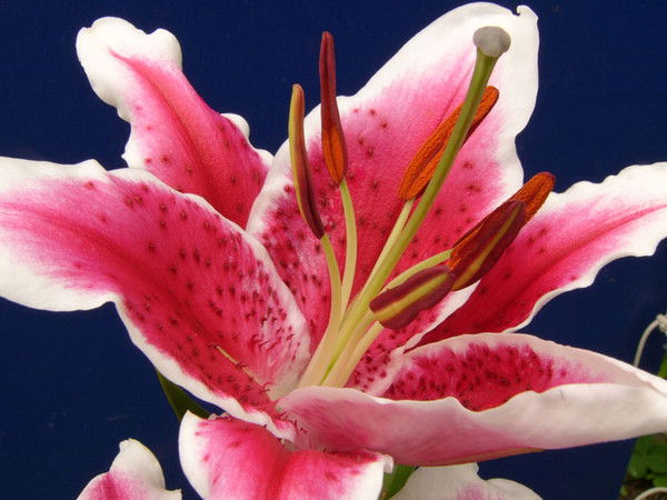 Лилия Хайрутдинова