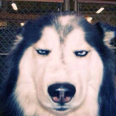 Екатерина Жестовская