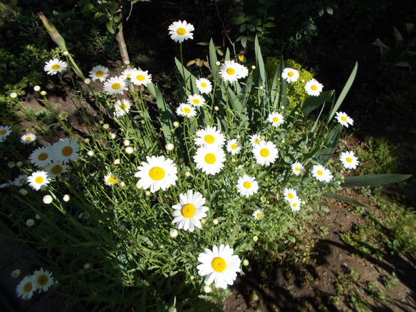 Ольга Северина