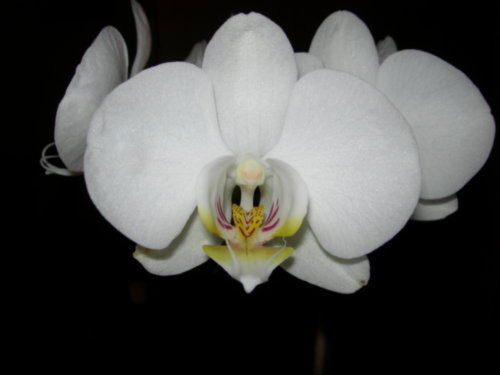 Анна Морозова