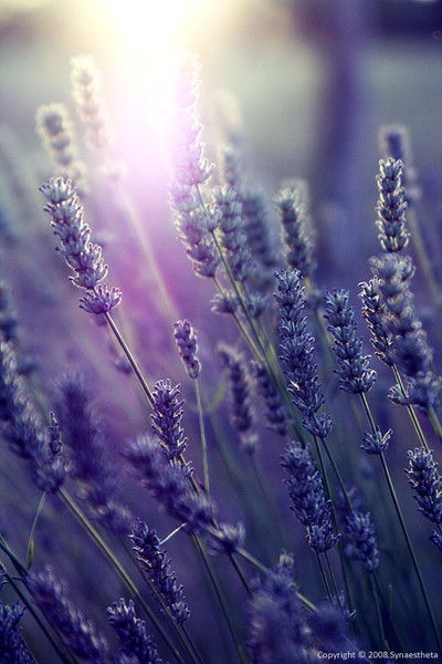 Елена Княжеченко