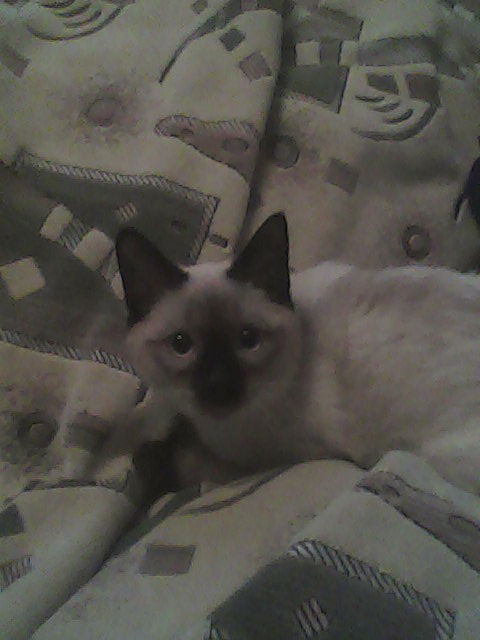 Юлия Догель