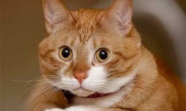 Юлия Егорова