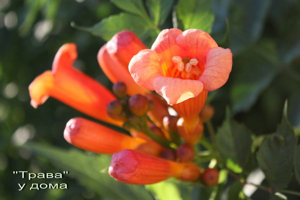 Юрий Драчёв