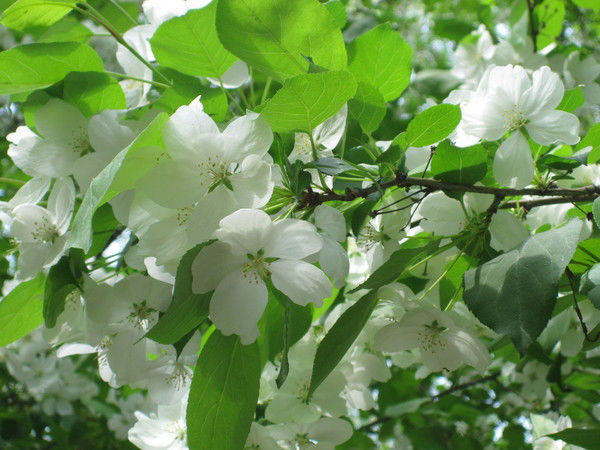 Елена Слюзина