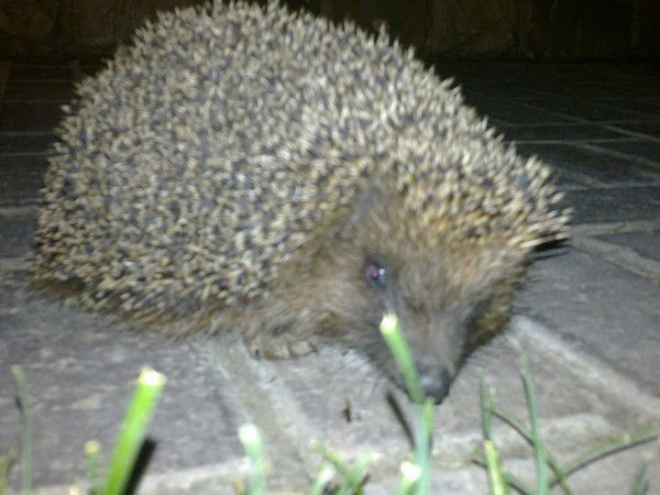 Светлана Артамонова