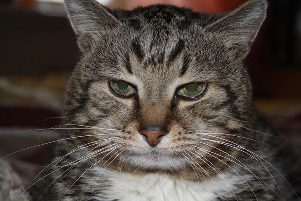 Виталий Потапов