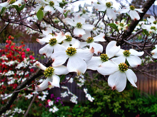 Елена Степанова