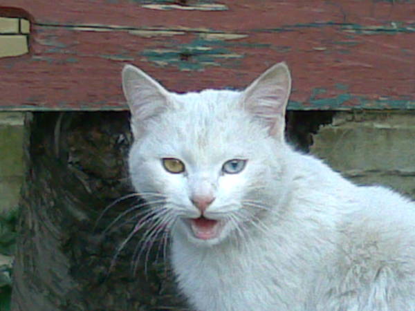 Василий Лобзин