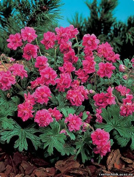 Тамара Соловьева