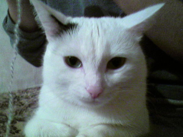 Азалия Габдрахманова