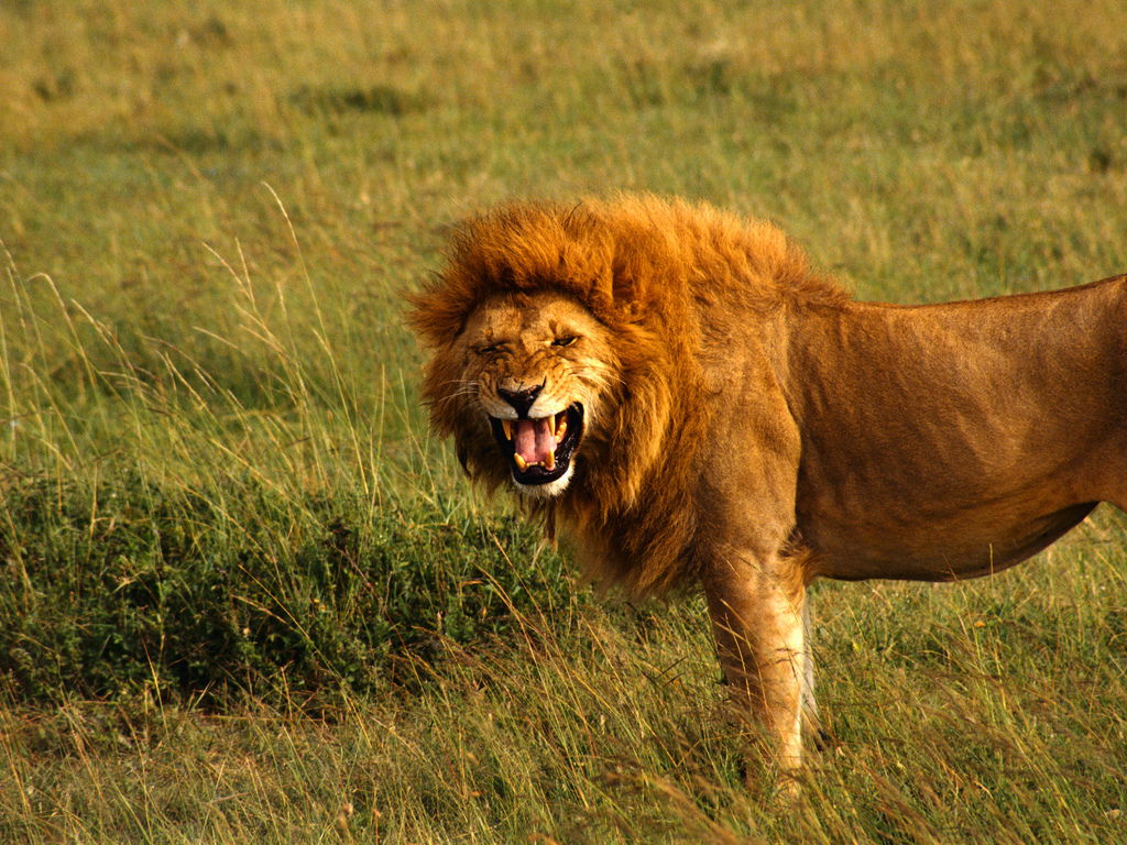 Марина Ломакина