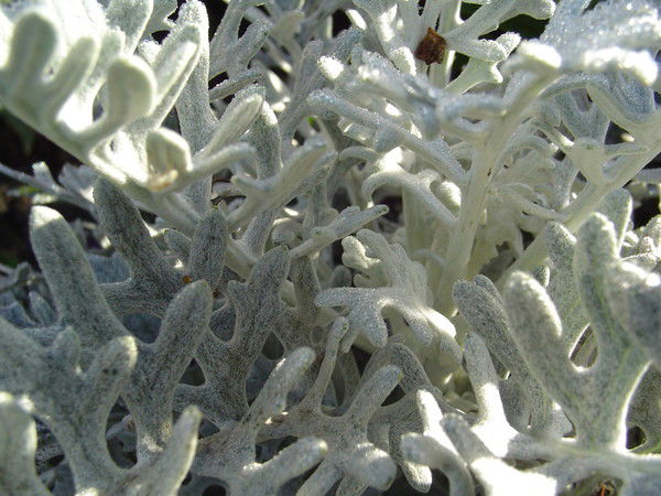 Валерий Любимов