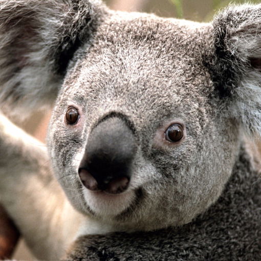 Олена Стадник