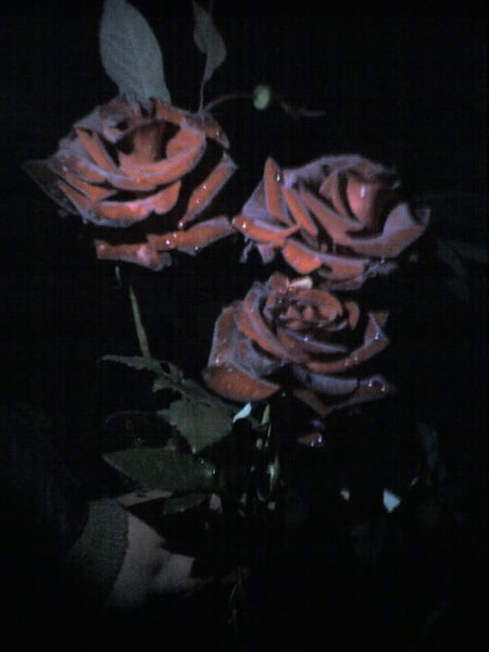 Нина Пелевина