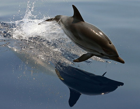 Андрей Спирин