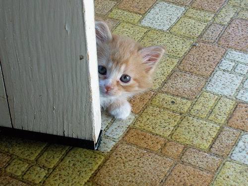 Татьяна Радковец