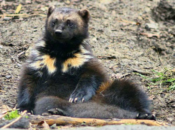 Евгений Положенцев