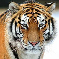 Николай Ефремов